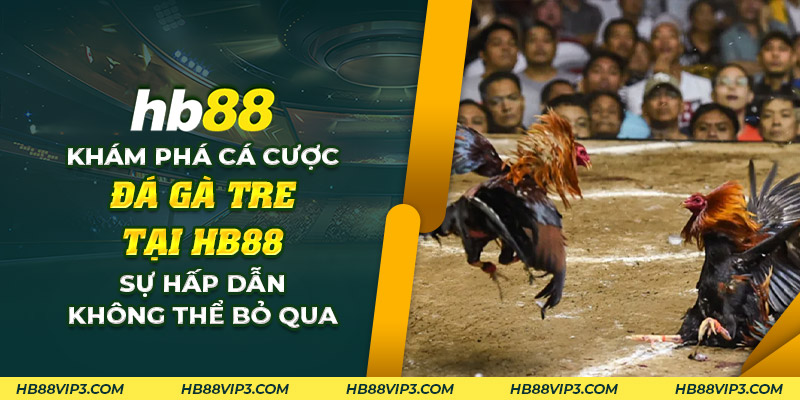 Đá gà tre: Truyền thống văn hóa và sự hấp dẫn không thể chối từ! 1 68 Kham pha ca cuoc da ga tre tai HB88 Su hap dan khong the bo qua